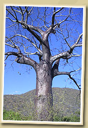 baobabs in mikumi national park