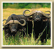 buffalos in the selous game reserve