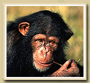 chimpanzee in gombe national park